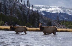 Elk often cross the gallatin river near Big Sky, MT