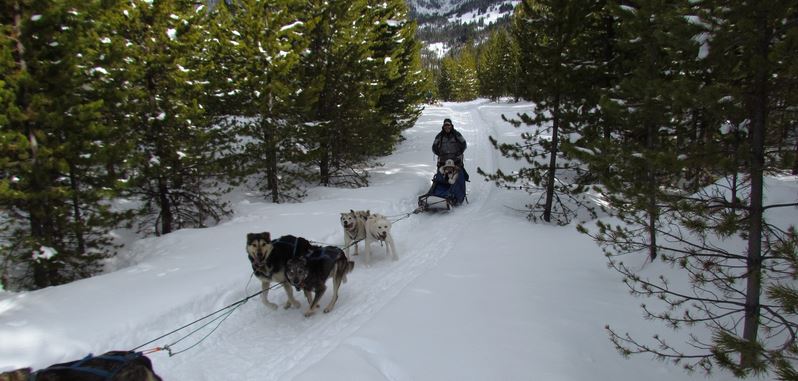 spirit of the north sled dog adventures spirit of the north sled dog adventures