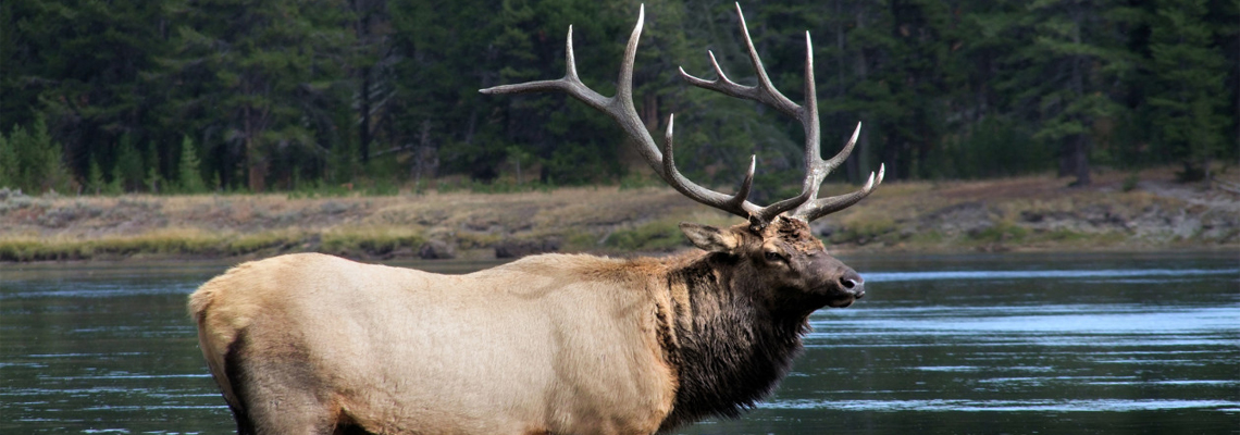 Big Sky Montana has a healthy elk population