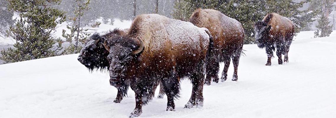 Bison use the same roads as snowmobilers in Yellowstone.