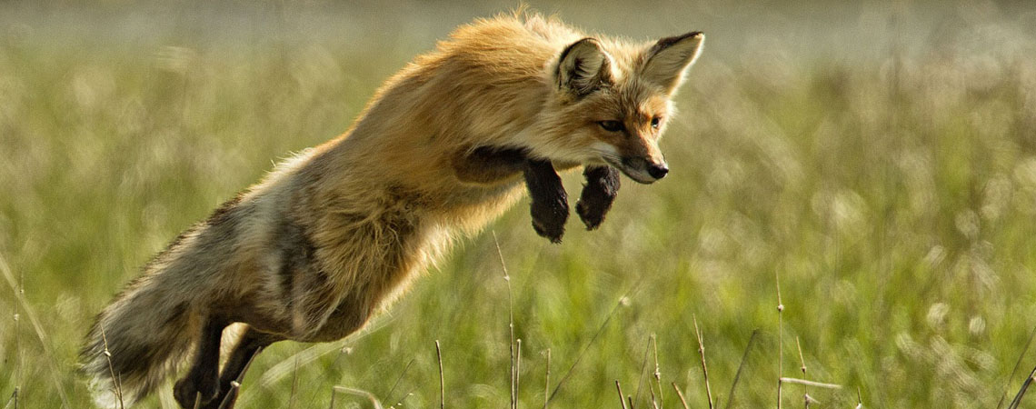 Fox in Yellowstone Park