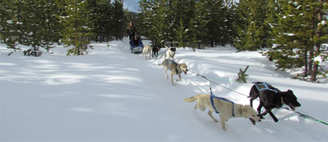 Spirit of the North Sled Dog Tours at Big Sky Montana