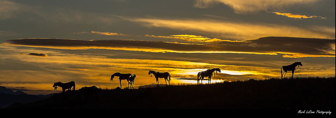 mark-LaRowe-Bleu-Horses-Three-Forks-Montana
