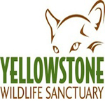 Yellowstone Wildlife Santuary in Red Lodge, MT