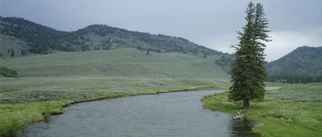 Fly Fishing on Slough Creek in Yellowstone National Park