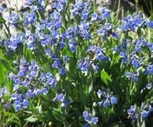 Mountain Bluebells Wildflowers Montana